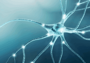 neurobiological understanding of grief